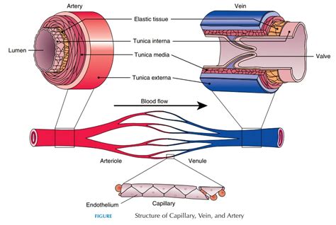 Arteries And Veins Structure Hot Sex Picture
