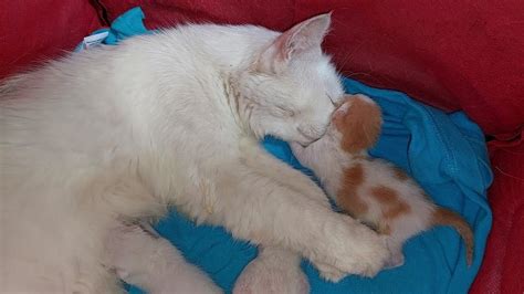 Mother Cat Cuddling Her Newborn Kittens Tight And Stimulating Them