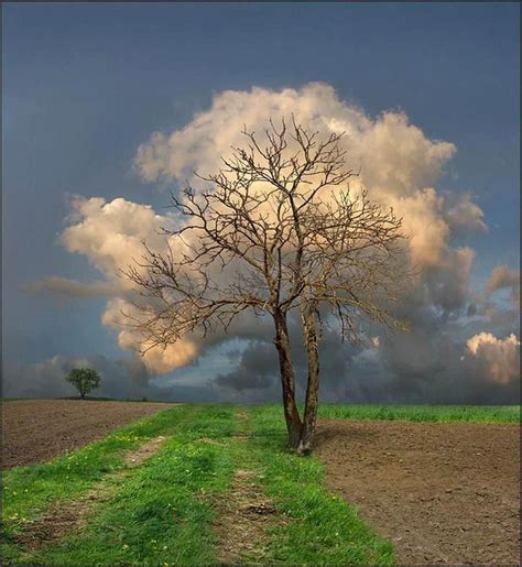 Cloud Tree Amazing Nature Lovely Gorgeous Beautiful Dream Simply