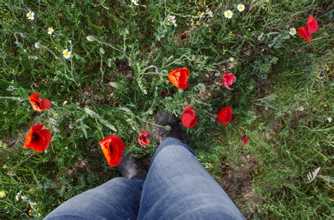 Persons Legs Surrounded By Poppies Stock Photo Download Image Now