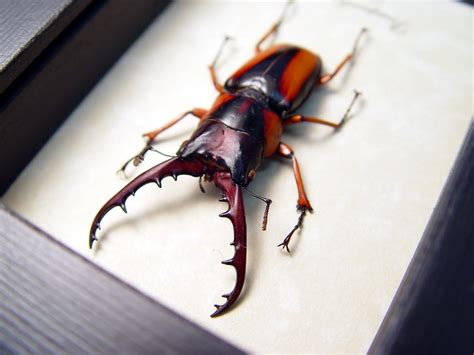 Prosopocoilus Savagei African Stag Beetle Real Framed Beetle