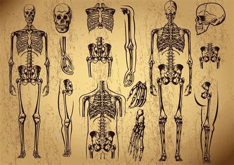 5 Longest Bones In The Body