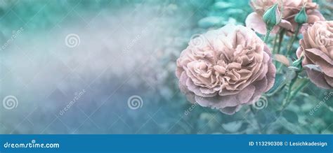 Roses Romantic Panoramic Border Stock Photo Image Of Garden Bunch