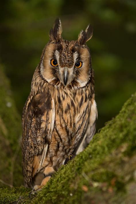 Hibou Long Eared Owl Owl Beautiful Owl