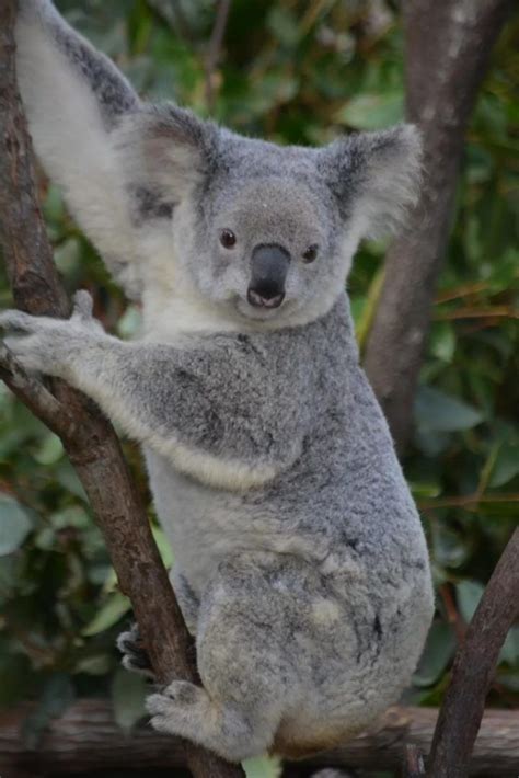 Australian National Treasure Koala Page 24 Of 27 Koala National