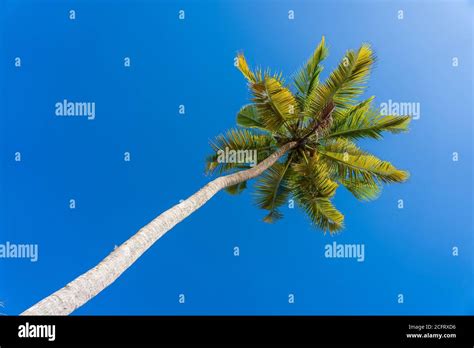 Coconut Palm Tree Perspective View From Floor High Up On The Beach
