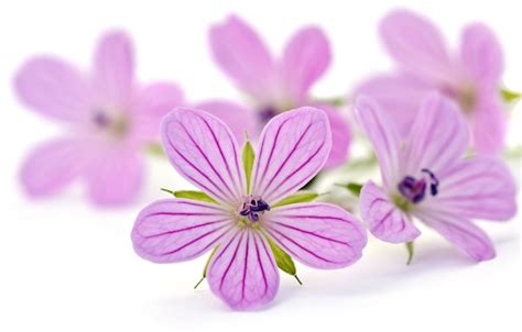 Premium Photo Beautiful Purple Flower