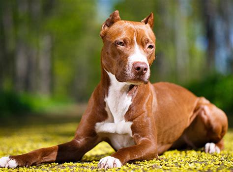 Pitbull Mixes Characteristics Of These Adorable Dogs 2024