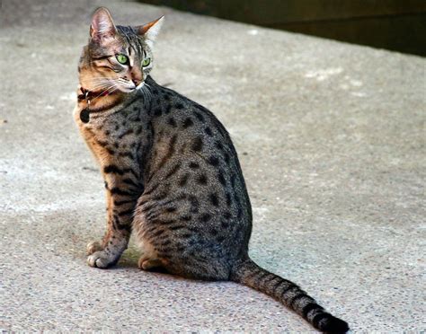 Top 10 Largest Cat Breeds In The World