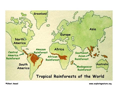 Major Rainforests Map Of World