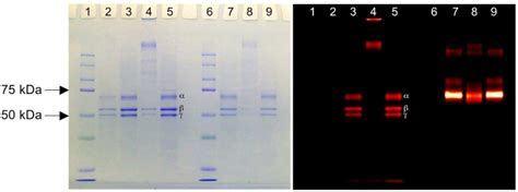 Sds Page Gel Images Showing Coomassie Blue Staining Left Panel And