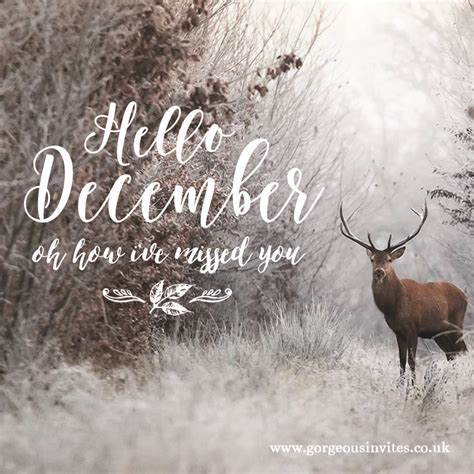 Hello December Quote Snowy Scene With A Beautiful Stag Hello December