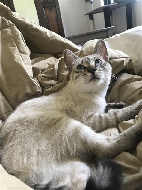 Siamese Bengal Mix Does Anyone Else Have One This Is Belle Adopted