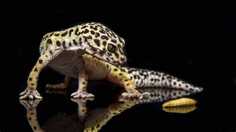 Leopard Gecko 4k 5k Hd Wallpapers Hd Wallpapers Id 31357