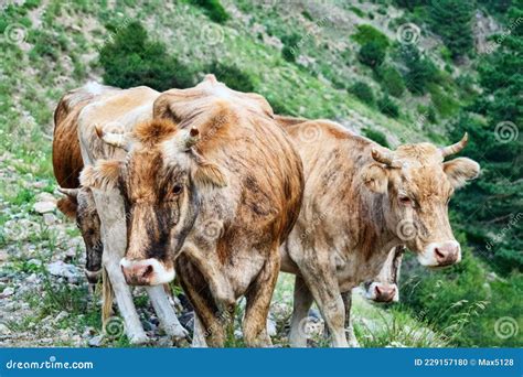 Cattle In Mountain Pastures Stock Photo Image Of Grazing Breed