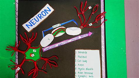3d Neuron Model Project Neuron Structure Model Project How To Make