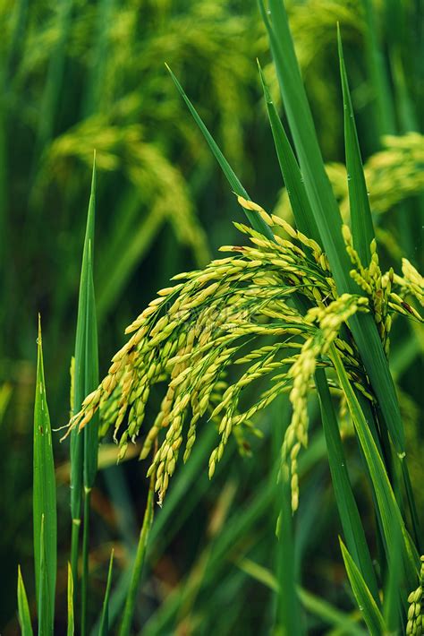 Rice Grain Paddy Field Picture And Hd Photos Free Download On Lovepik