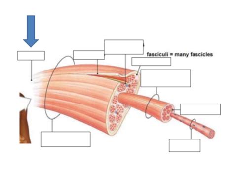 Muscle Systems Flashcard Review Flashcards Quizlet