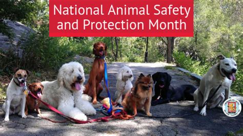 National Animal Safety And Protection Month Creekside Pet Hotel