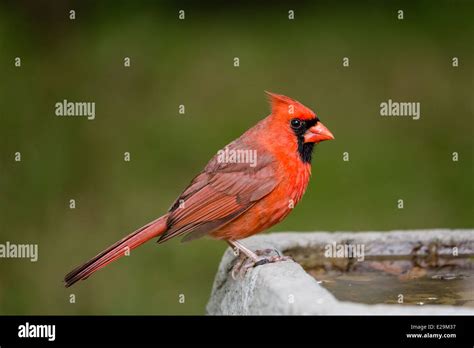 Male Cardinal Cardinalis Cardinalis Sitting On A Bird Bath Stock