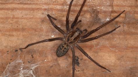 The most dangerous spiders in the world. Giant house spider | The Wildlife Trusts
