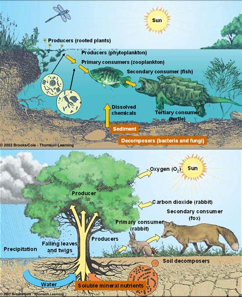 Ecosystem Diagram You And Ecosystem Are Inseparable Earth Science