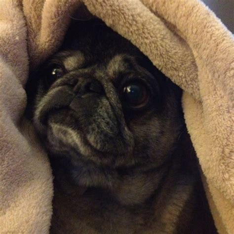 Pug In A Blanket Pugs Pug Pictures Cute Animals