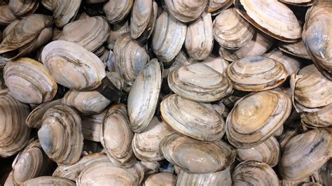Harvest Of Clams Continues To Dwindle In New England