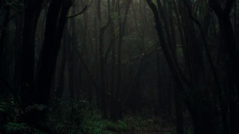 Dark Foggy Forest Hd Wallpaper 4k Ultra Hd Hd Wallpaper