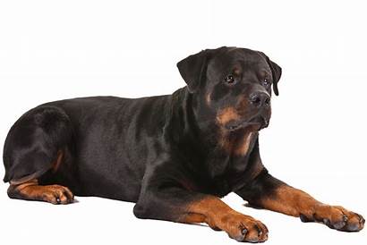 Rottweiler Dogs Dog Breed Expensive Clip Silhouette