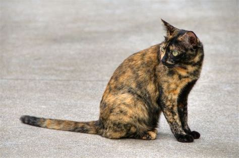 17 Best Images About My Tortie Is The Best On Pinterest Kitty Cats