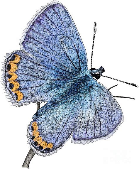 Acmon Blue Butterfly Photograph By Roger Hall