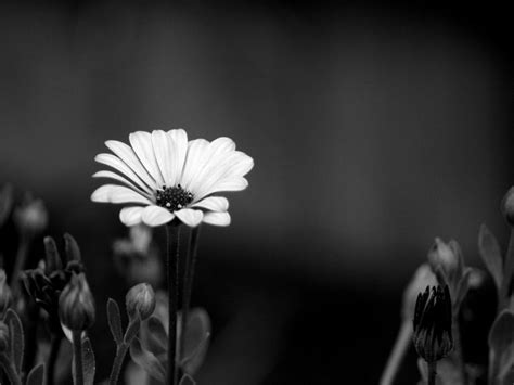 ❤ get the best black white background on wallpaperset. Black and white flowers wallpapers HD | PixelsTalk.Net
