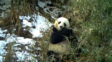 Camera Catches Giant Panda Eating Bamboo Good Morning America