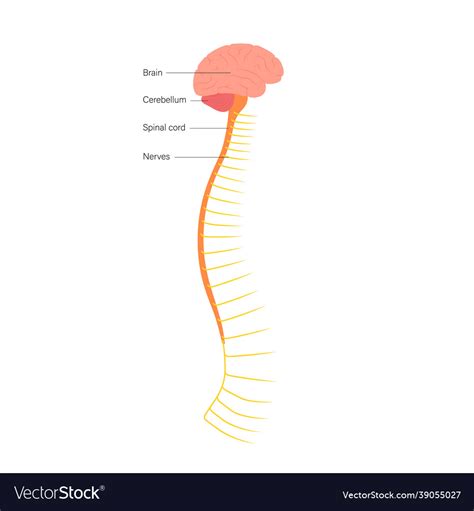 spinal cord anatomy royalty free vector image vectorstock
