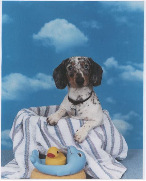 My Piebald Blue Dapple Dachshund, Ozzy | Dapple dachshund, Blue dapple dachshund, Dachshund love
