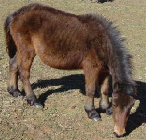 Dissemination Of Knowledge Debao Pony