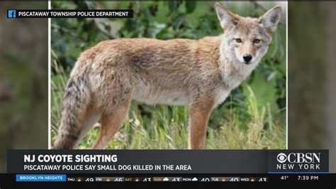 New Coyote Warning In New Jersey Youtube