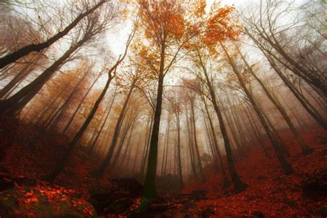 Forest Turkey Bursa Tree Fog Autumn Landscape Wallpapers Hd