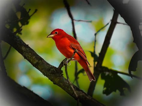 Summer Tanager Summertanagermale09182211182134long Flickr