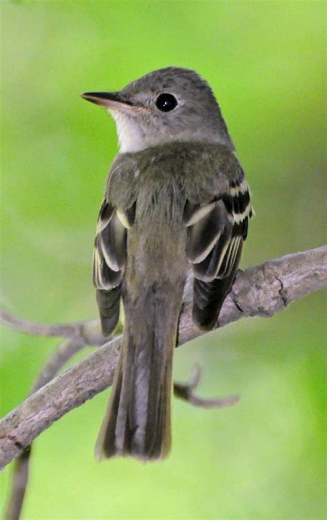9 Best Indiana Birds Images On Pinterest Backyard Birds Birds And Bird