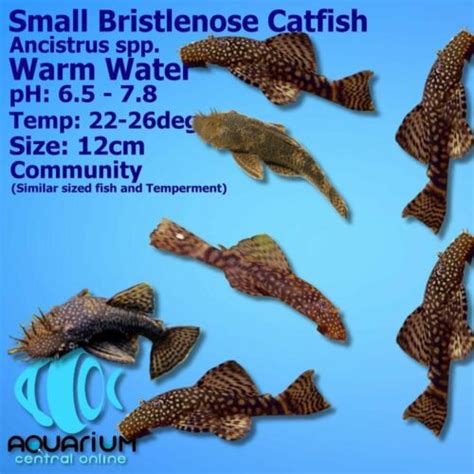 Catfish Bristlenose Longfin Bristlenose Catfish 4cm Aquarium Central