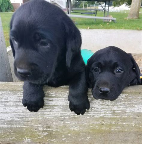 In this video, we demonstrate our basic strategy for helping puppies prepare for real life adventures! Labrador Retriever Puppies For Sale | Wooster, OH #244904