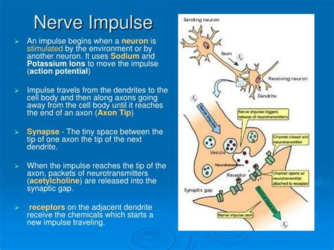 Ppt The Nervous System Powerpoint Presentation Free Download Id