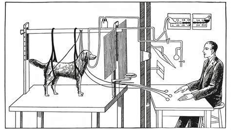 Diagram Illustrating Pavlovs Experiments With A Dog 1928 5