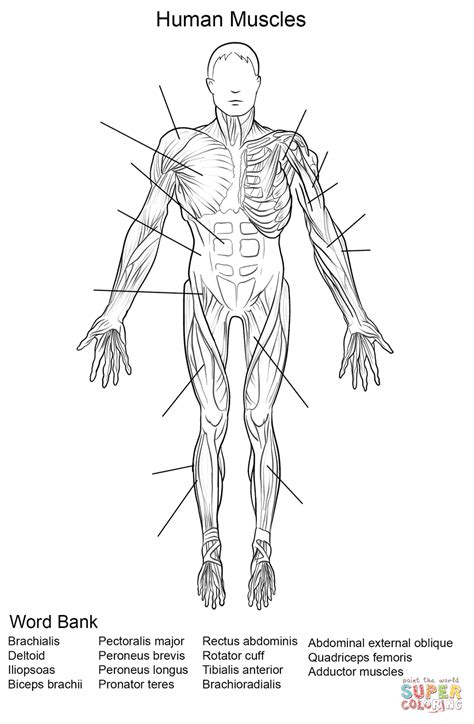 The muscular system creates body heat and also moves the: Human Muscles Front View Worksheet coloring page | Free ...