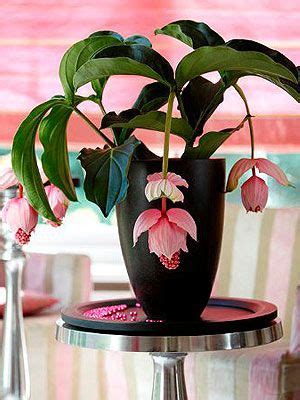 These indoor plants are easy to tend to, brighten up your interiors and in the bargain, purify all that the flowers are collected in a dense spiral on the spadix. This should be my next house plant. Living in an apartment ...