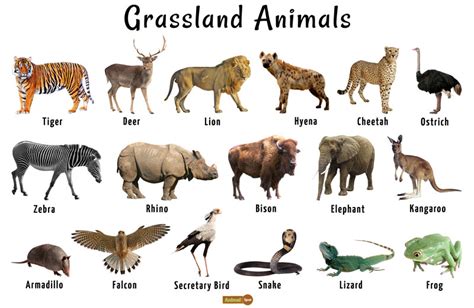 It has approximately 300 species of mammals and 850 species of birds. Grassland Animals List, Facts, Adaptations, Pictures