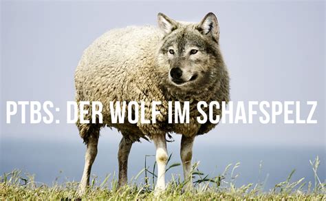PTBS Der Wolf Im Schafspelz Trauma Anker