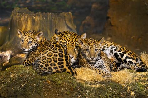 Jaguar Cubs Stock Photo Image Of Eyes Head Baby Face 29253280